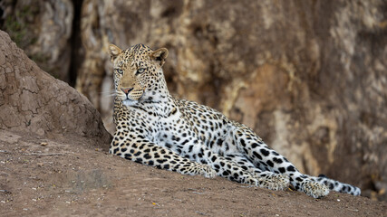 a sub-adult male leopard  with a mashatu tree background