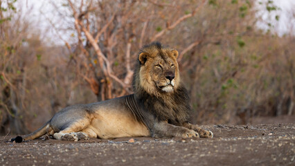 a mature male lion at sunrise