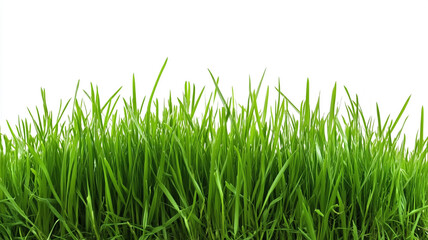 Obraz premium Green grass isolated on a white background