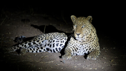 a mature male leopard with blue eyes at night