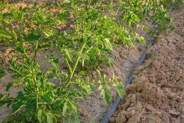 Tomato plants with drip irrigation system. Growing organic vegetables in the open field on a farm. Selective focus
