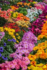 Obraz premium A rainbow of vibrant flowers arranged symmetrically in a garden bed. 
