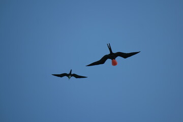 A pair of fregat birds soar through the clear blue sky above Half Moon Caye, Belize, showcasing their striking throat colors as the sun sets.