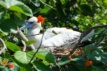 Red-footed booby nesting among vibrant foliage in Belize's Half Moon Caye during a sunny day in tropical paradise