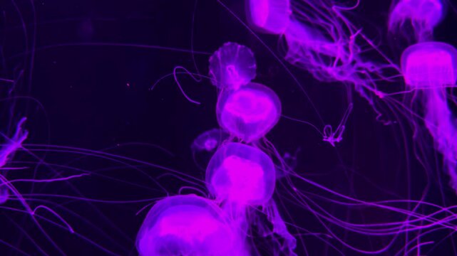 Jellyfish glowing in purple light as they float gracefully in an aquarium tank