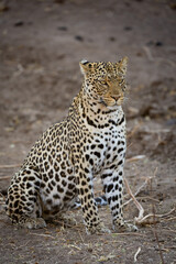 a leopard on a dry riverbank