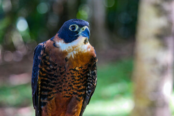 Orange-breasted falcon perched in the lush forests of Belize during a sunny day, showcasing its...