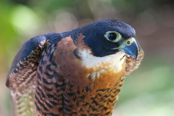 Captivating Belize: An Orange Breasted Falcon perched gracefully amid tropical foliage in its natural habitat
