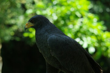 Common Black Hawk perched peacefully in lush Belizean greenery, showcasing its striking black plumage and keen gaze