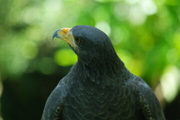 A close-up of a Common Black Hawk in Belize showcasing its distinctive features in a lush green environment