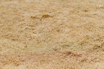 Dry Brown Grass Texture on Sunlit Field