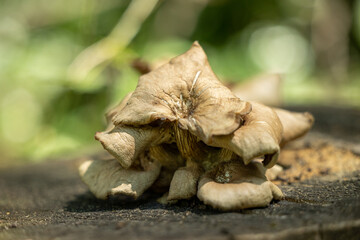 Close-up of mushrooms on a tree stump