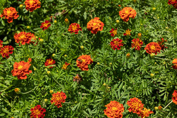 Natural floral background with marigolds