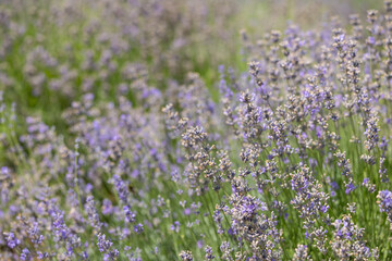 Fototapeta premium Branches of blooming lavender on the field