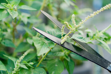 Pruning Garden Plants with Precision Garden Shears