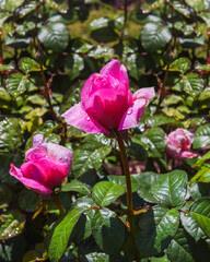 Rose Sourire De Perigueux with unique aroma. Exquisite varieties of roses