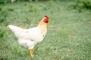 White chicken