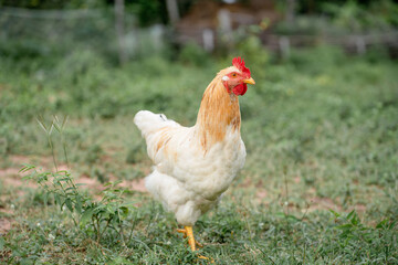 White chicken