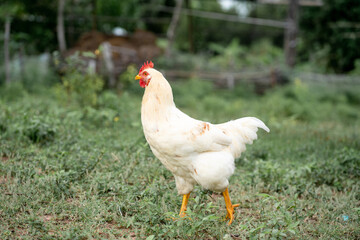 White chicken
