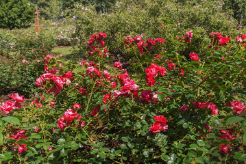 Rose Marguerite Hilling. Exquisite varieties of roses in the rose garden