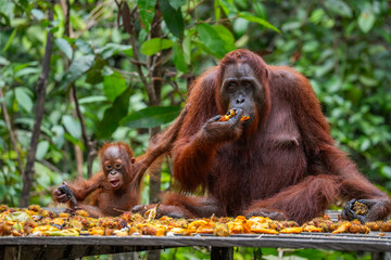 Orang-Utan Family
