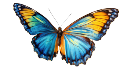 A beautiful yellow and black butterfly isolated on a white background, showcasing its colorful wings in a close-up view