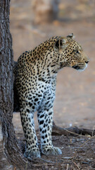 a female leopard in the wild