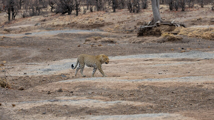 a mature male leopard walking across a rocky patch