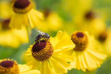 Nahaufnahme einer Biene auf einer gelben Blume mit unscharfem Hintergrund