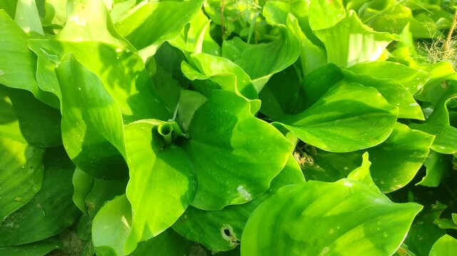 Green and fresh Kaempferia galanga plant. Kaempferia galanga, commonly known as kencur, aromatic ginger, sand ginger, cutcherry, is a monocotyledonous plant in the ginger family, and one of four plant