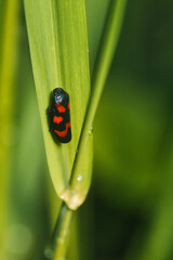 Nahaufnahme einer schwarzen Blattzikade mit roten Markierungen auf einem grünen Blatt