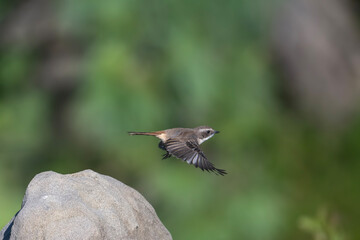 The gray bush chat flying 