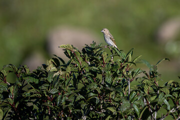 The common rose finch on bushes 