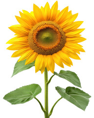 Fototapeta premium Bright sunflower blooming against a white isolated background, showcasing vibrant yellow petals and green leaves.