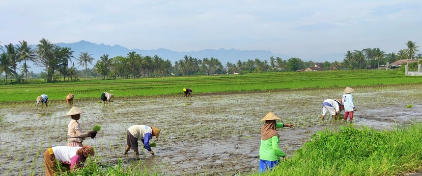 people walking in the field