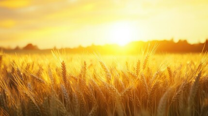 Obraz premium Golden wheat field at sunset, with the sun casting a warm glow, leaving space for copy or text
