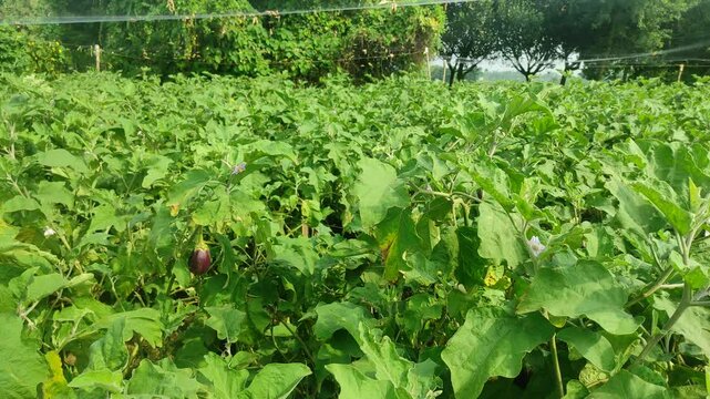 Eggplant plantation field. Agroindustry. Farming landscape. Growing vegetables. Agronomy. Agriculture and agribusiness. Agricultural subsidies. Growing and producing food on the farm. Olericulture