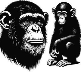 Illustration of shimpanji