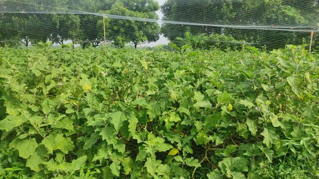 Eggplant plantation field. Agroindustry. Farming landscape. Growing vegetables. Agronomy. Agriculture and agribusiness. Agricultural subsidies. Growing and producing food on the farm. Olericulture