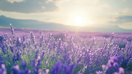 Fototapeta premium Sun-kissed lavender field in bloom, offering space for copy or design elements