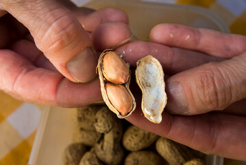 close up of fingers opening a peanut shell