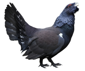 Capercaillie (Tetrao urogallus), isolated on transparent background 