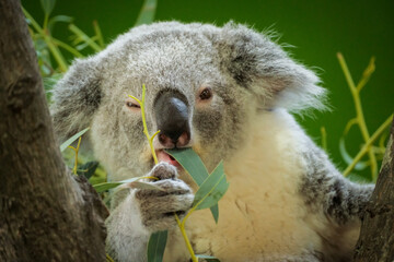Adorable Koala bear eating leaves and looking at viewer © Mark Castiglia
