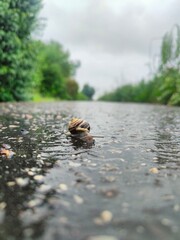 a snail in the foreground crawls on wet asphalt, the background is blurred