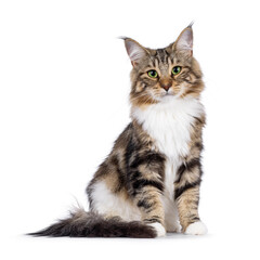 Sweet black tabby blotched Norwegian Forestcat kitten, sitting up facing front. Looking towards...