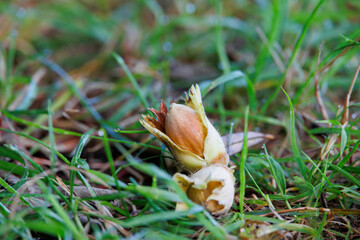 ripe fruits of the hazelnut bush in the husk fall from the bush and lie in the grass