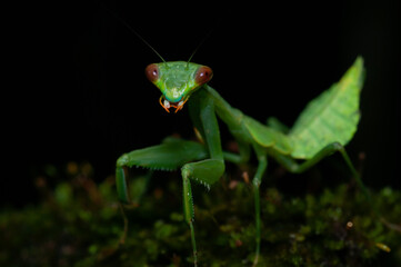 green praying mantis