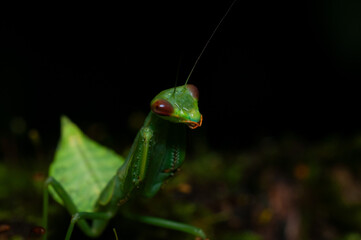 green praying mantis macro