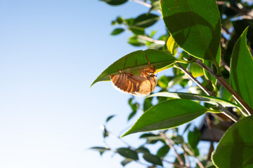 Cicada casing shell on a green Japanese camellia leaf