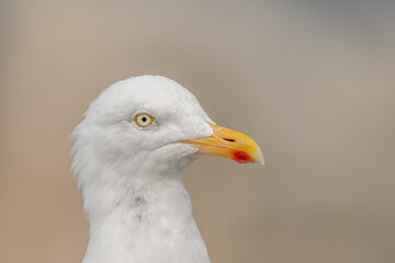 Portrait of a herring gull (Larus argentatus) in the cliffs of the Atlantic Ocean